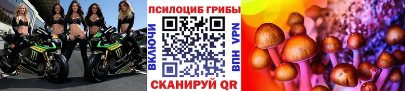 Галлюциногенные грибы Psilocybine cubensis  Купить  Кашин 